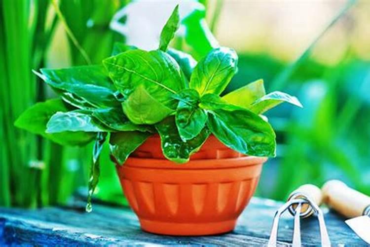 水果释迦种子种植方法 水果释迦怎么种