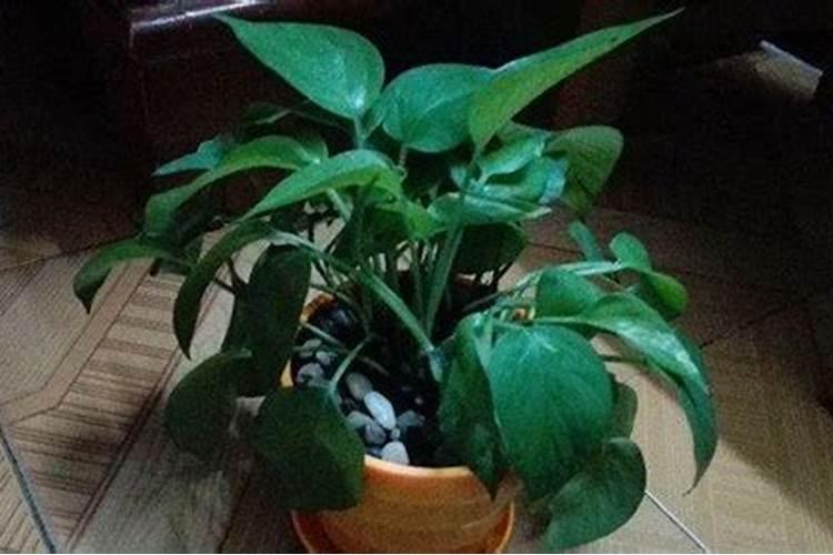兰草花的习性？一般生长在什么地方？