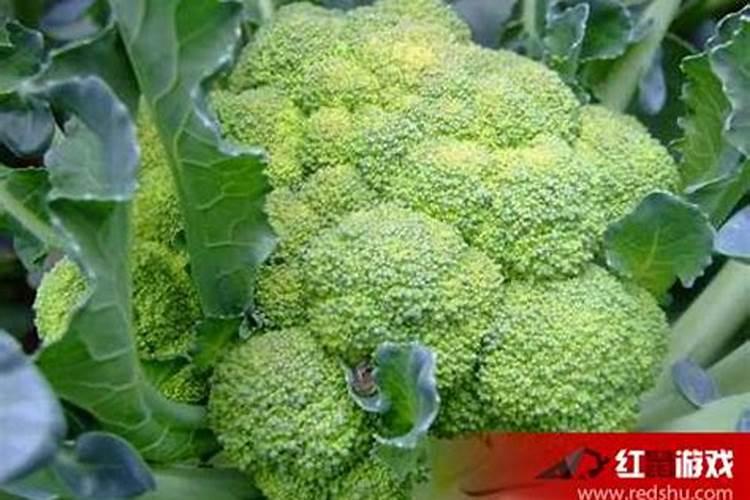 西兰花追肥用什么肥料好