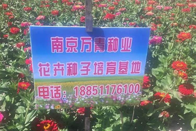 玉米一共要施几次肥料