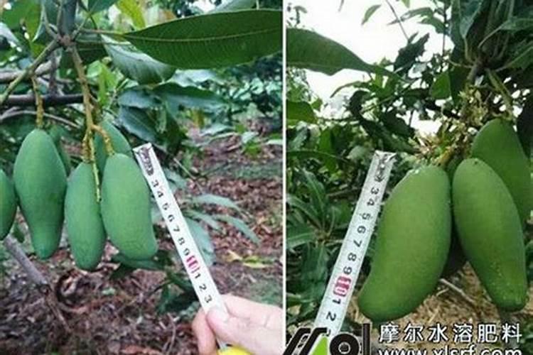 青稞与大麦的区别在哪里