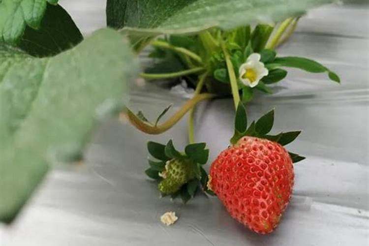紫花苜蓿草耐寒多少度