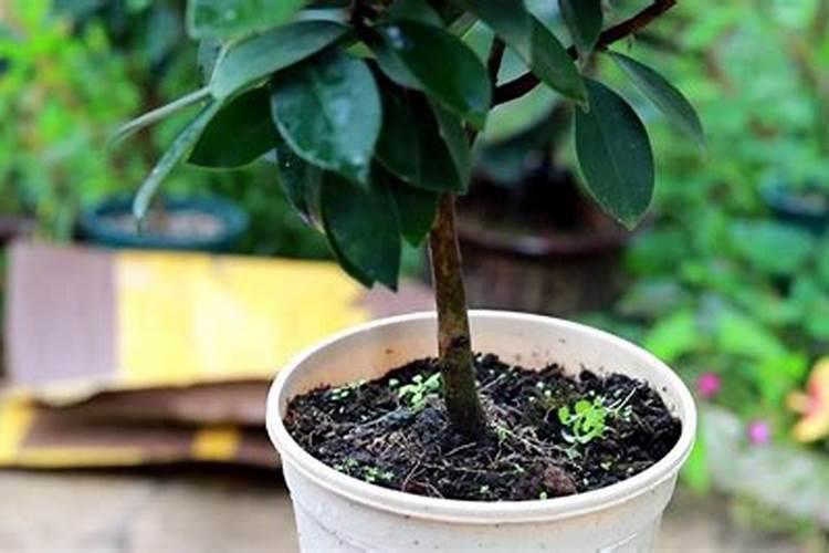 茶花的施肥方法有哪些(茶花施肥指南,科学施肥方法助茶花茁壮成长)