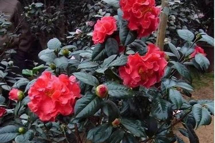 茶花要上什么肥料？