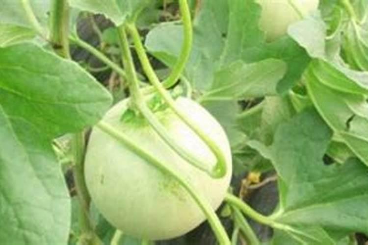 香瓜膨果期用什么肥料？