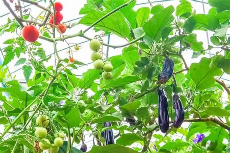 草莓施肥用什么肥料