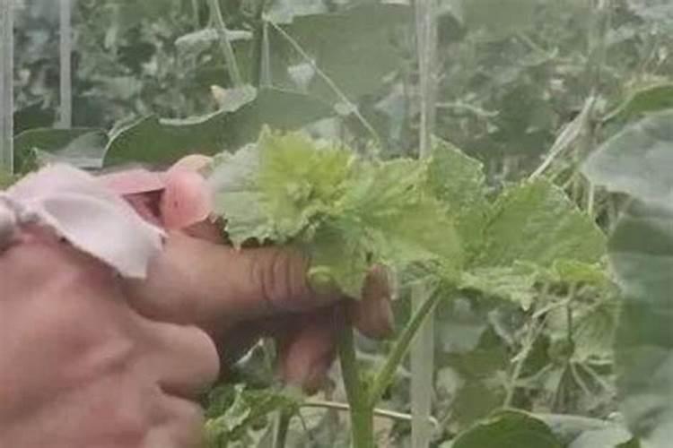 甜瓜怎么时候打茬最好