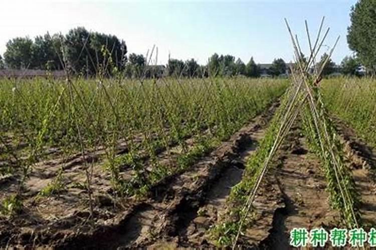 硅肥的作用及使用方法