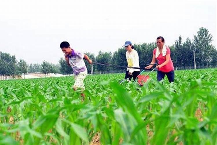 生姜出苗后用什么肥料