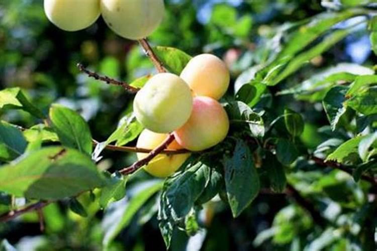 种植花生适合施用什么肥料