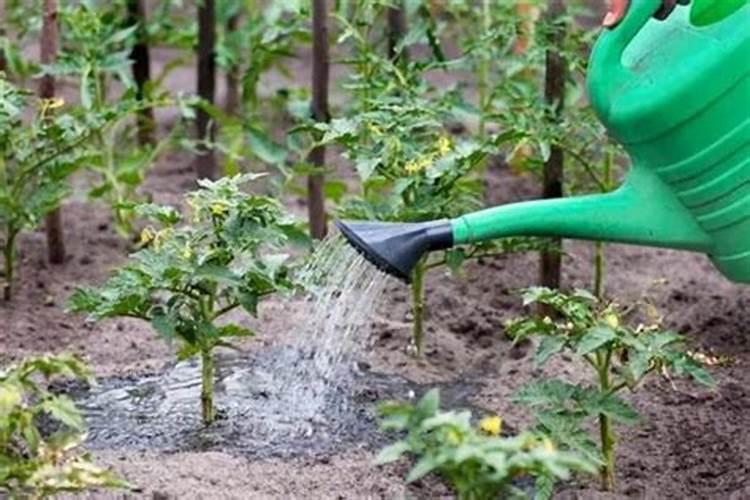 西红柿怎样膨果快？西红柿膨果增甜怎么施肥效果好