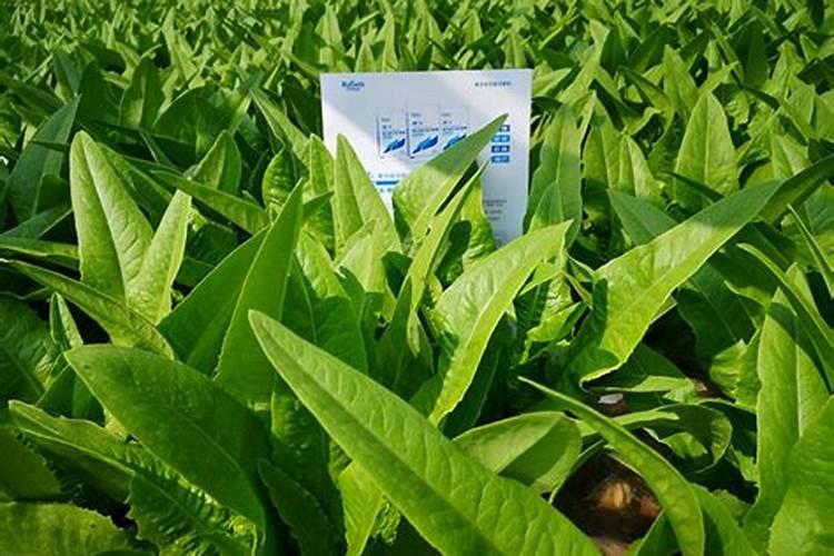 农业种植用颗粒水溶肥真的好吗？