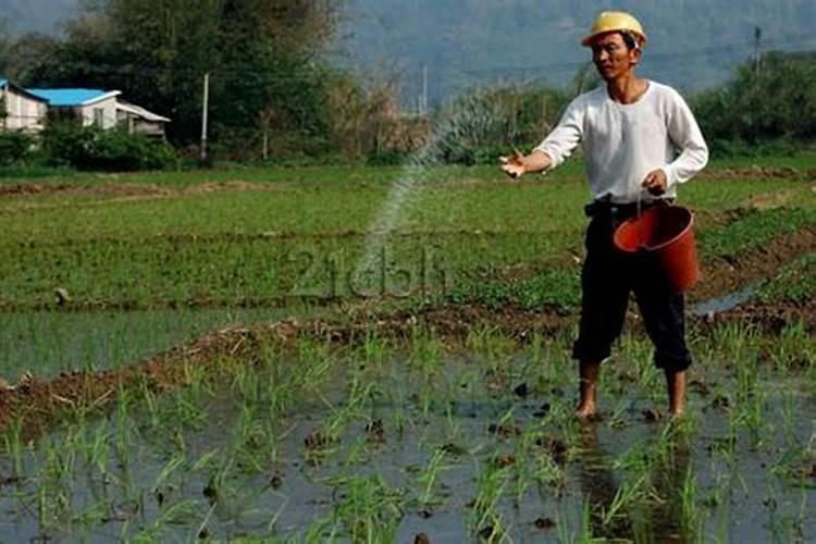 玉米钾肥的正确使用方法