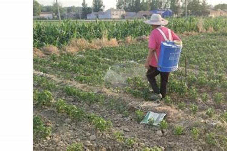 果园冲施磷酸二氢钾 用多大倍数在苹果树上每亩用多少斤？