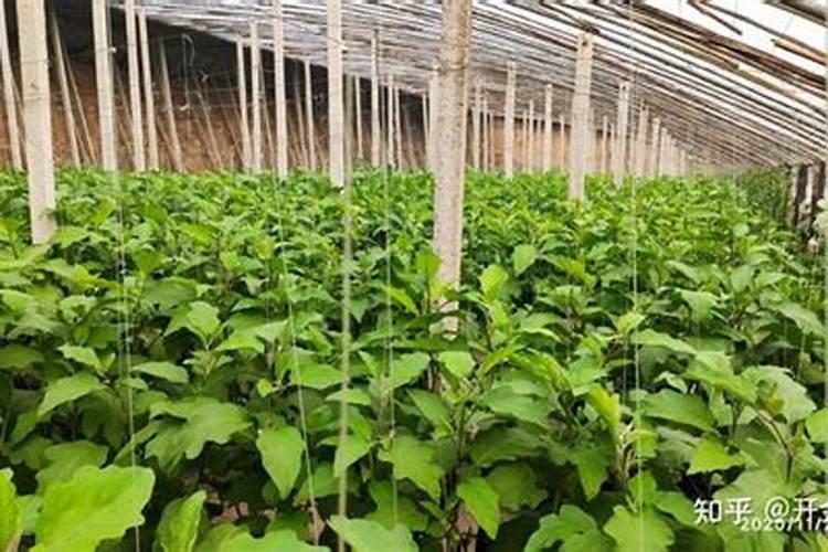 玉米控释肥使用方法