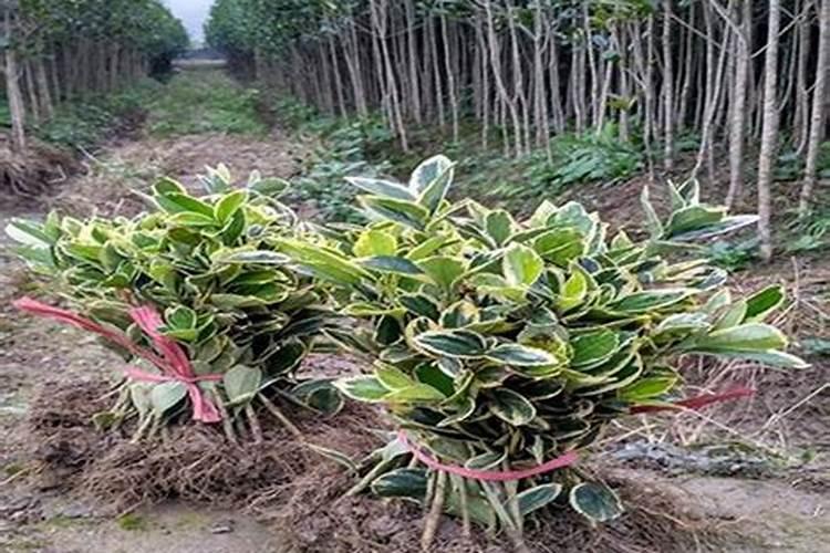 金边吊兰什么时候追肥