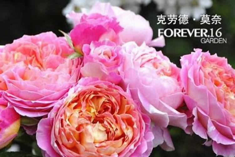 牡丹花花蕾为什么脱落牡丹花蕾期间怎么样养护