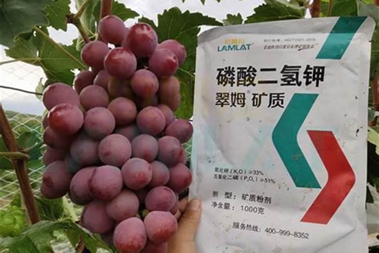 葡萄树开花前施什么肥料(葡萄花前肥什么时候施为好)