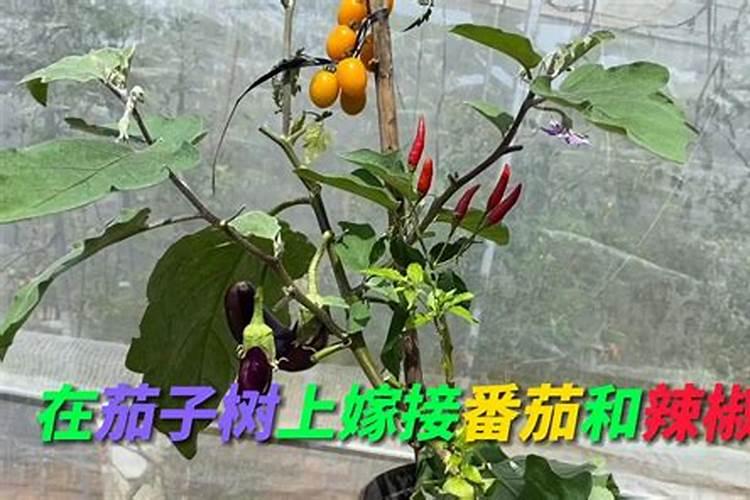 枸杞树种植方法枸杞树种子如何育苗