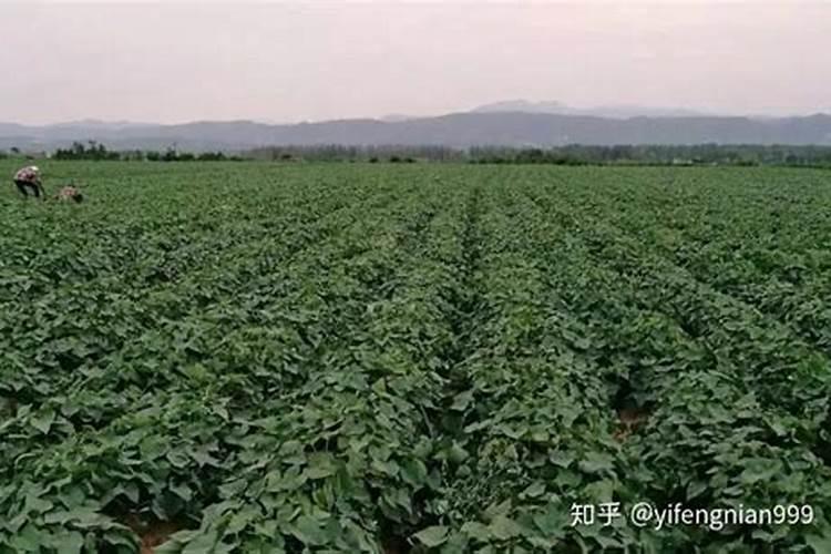 多肉上盆可以喷水吗(刚上盆的多肉可以喷水吗)