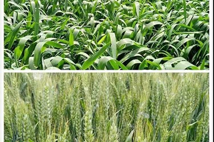 种小麦用什么肥料好