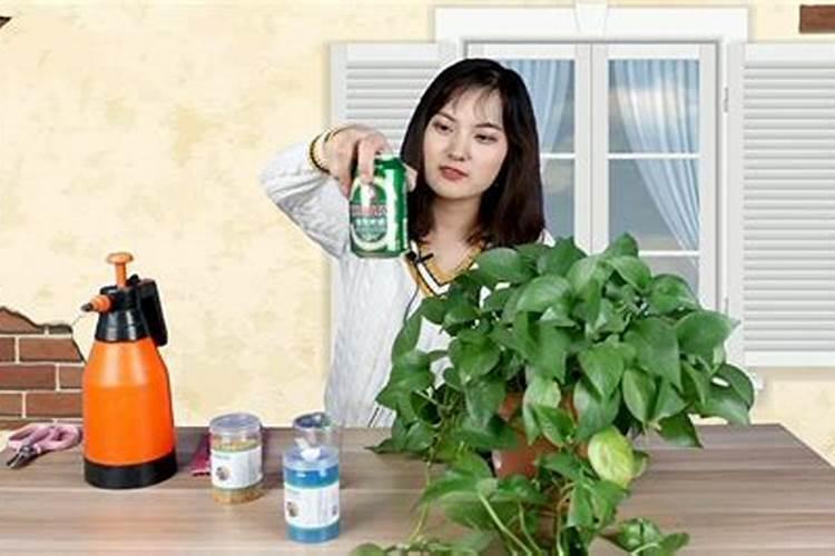 鱼蛋白肥料的使用技巧