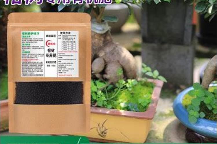 榕树怎么使用复合肥