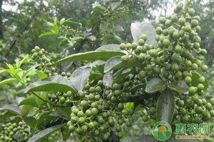 青花椒不接果打什么药能接果呢