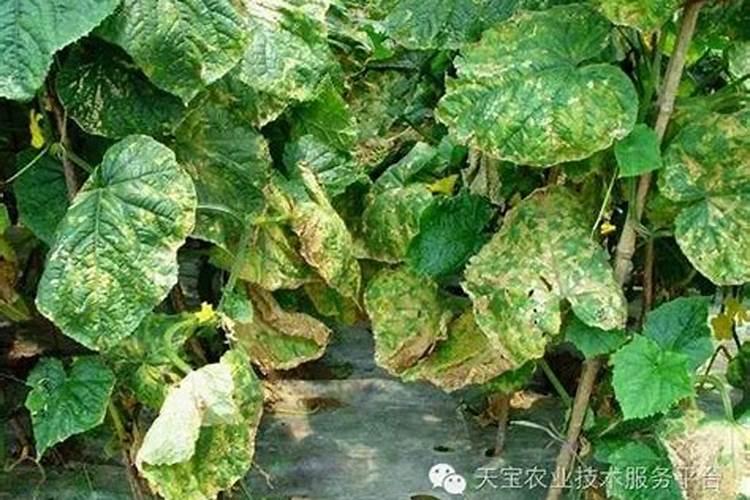 甜瓜根腐病怎样治