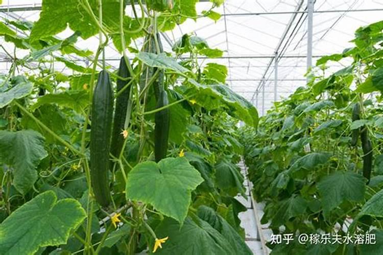 三月瓜只开花不挂果