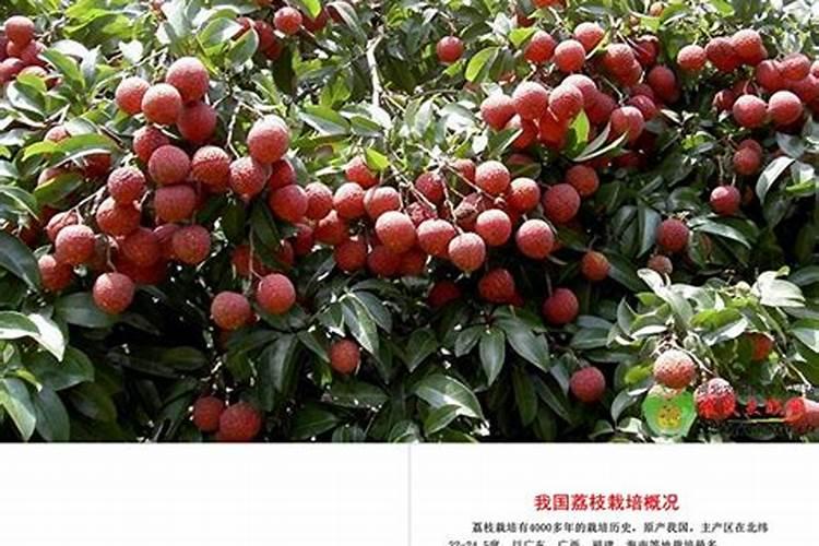荔枝施什么肥料最好