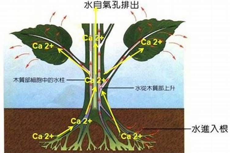 硫酸铵和尿素哪种好