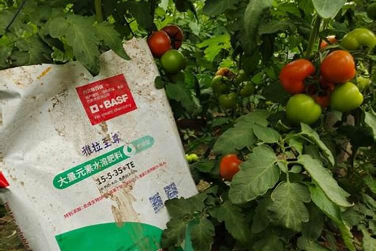 葡萄膨大期管理技术要点:枝蔓管理