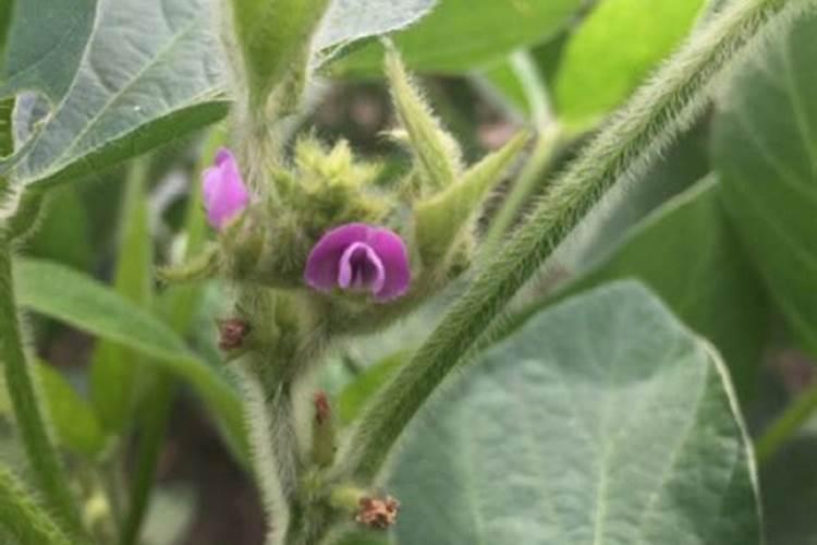 大豆开花期打什么叶面肥好 大豆用什么肥