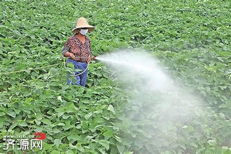大豆花期喷什么叶面肥好