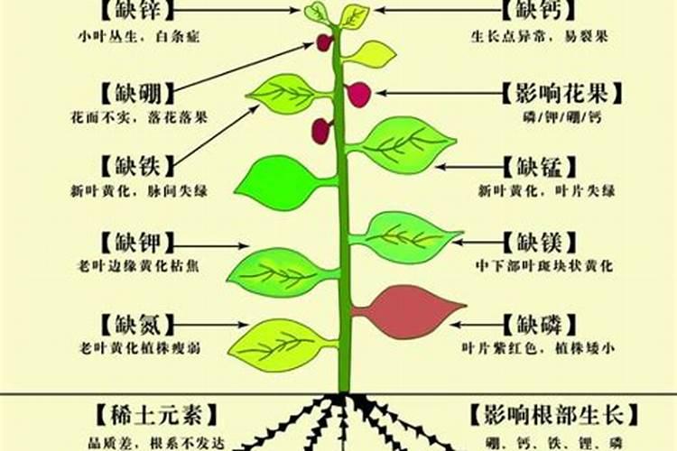 石榴树施什么肥