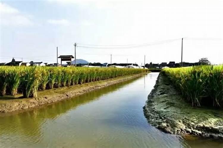花生追肥用复合肥还是尿素 用什么肥料最好