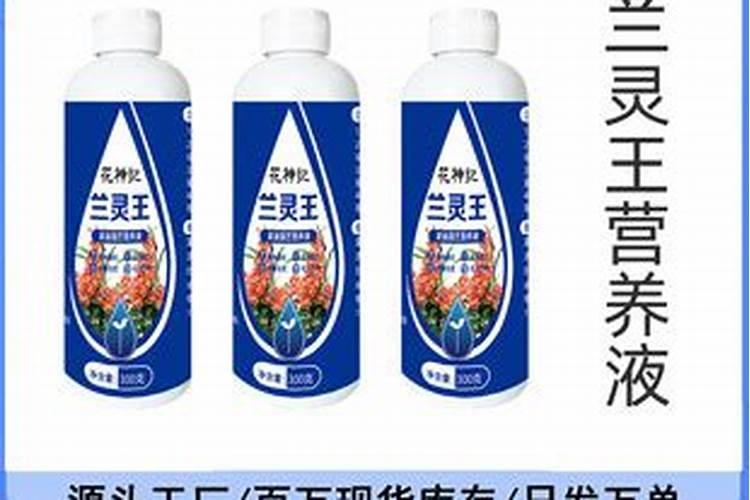 君子兰怎么养才能旺盛,君子长得花美叶茂的5种方法
