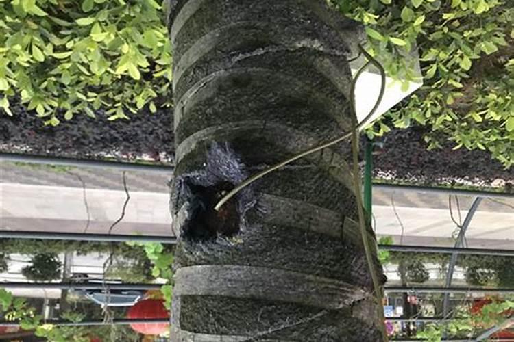 怎样对葡萄树的叶面施肥？