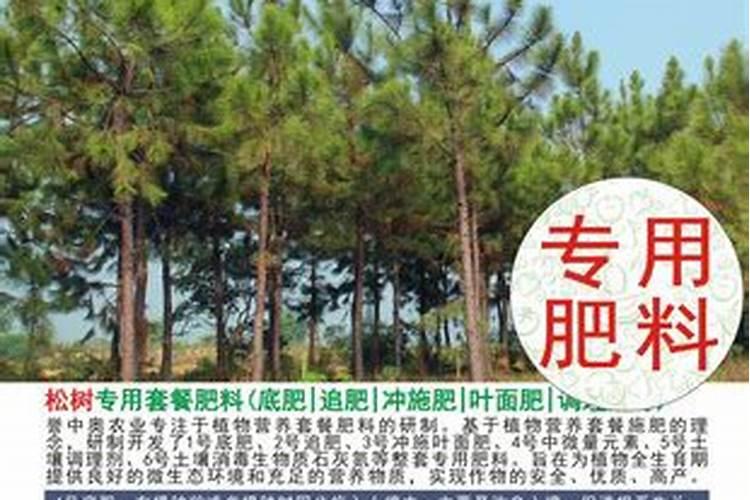 红豆杉花怎么养殖方法和注意事项