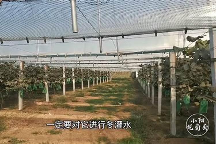 葡萄树冬季如何施肥