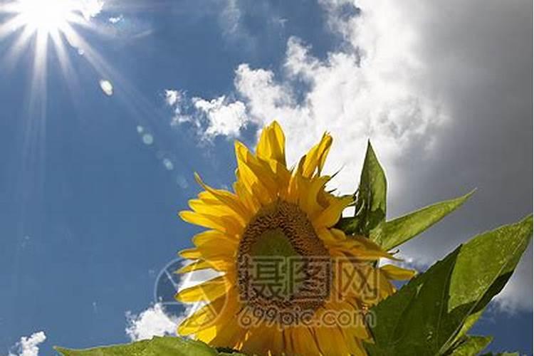 果树钙肥补多了会中毒吗