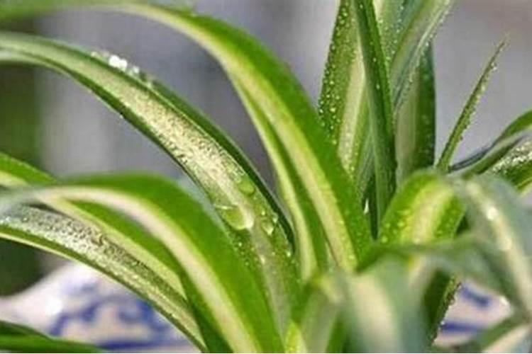 用来制造香水的定香剂是什么