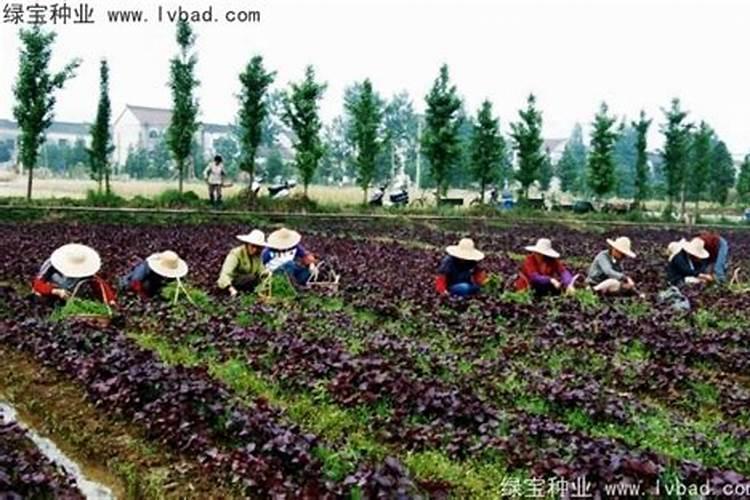 种紫苏用什么土比较好