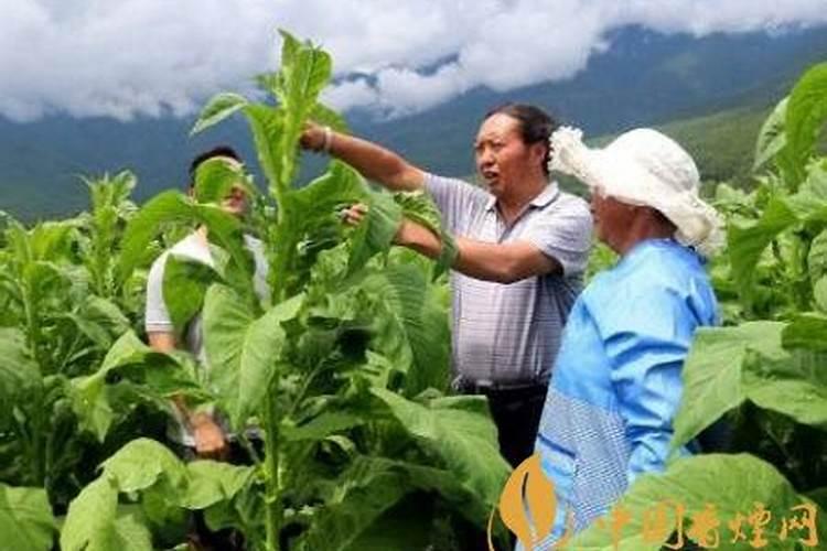 红糖是什么做的主要成份是