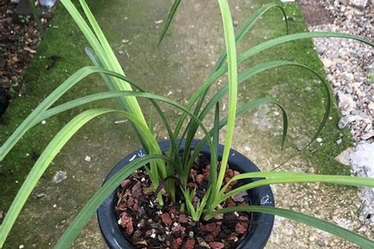 新上盆的兰花多久可以施肥 用什么肥料合适