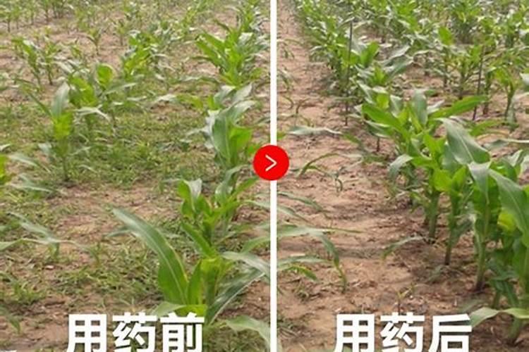 玉米被水淹黄怎么办玉米叶面肥有哪些好
