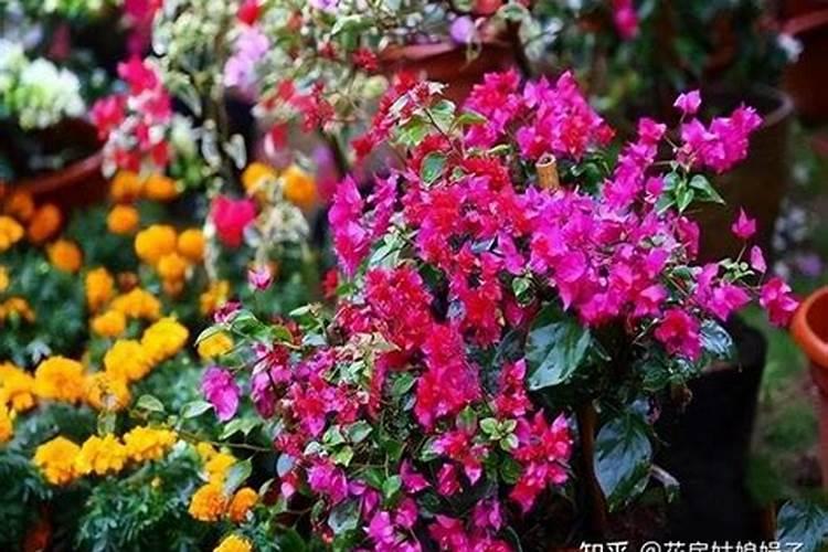 槟榔采收后用什么肥料