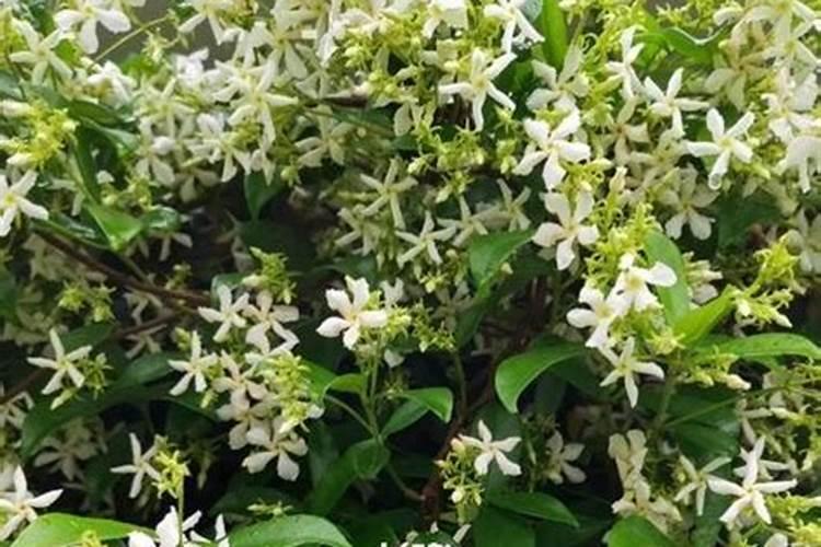 敌百虫农药可以跟硼肥一起喷茶油树吗？