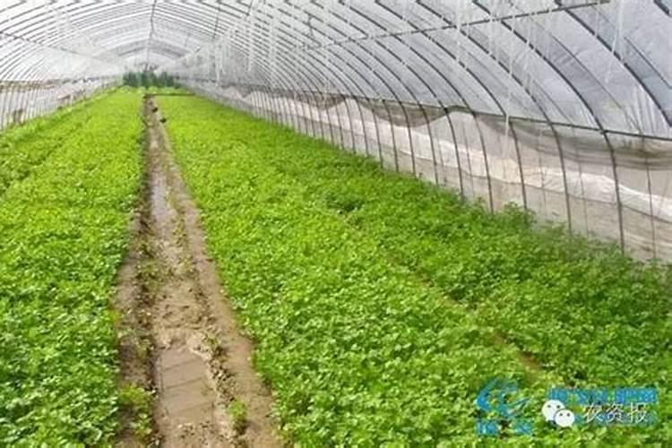 大棚辣椒全年施肥方案!谢谢